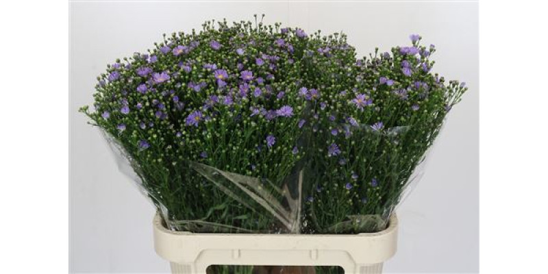 Aster  Cassandra 80 cm A1