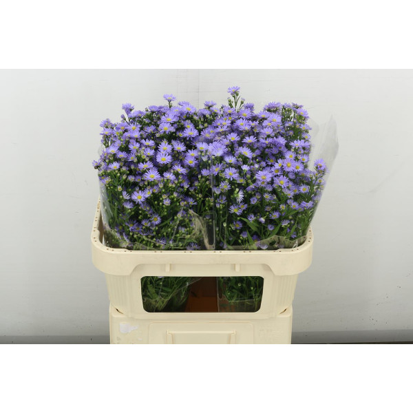 Aster  Cassandra 70 cm A1