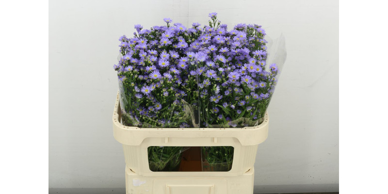 Aster  Cassandra 70 cm A1