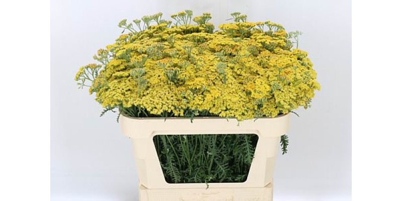 Achil Terracotta 70 cm A1