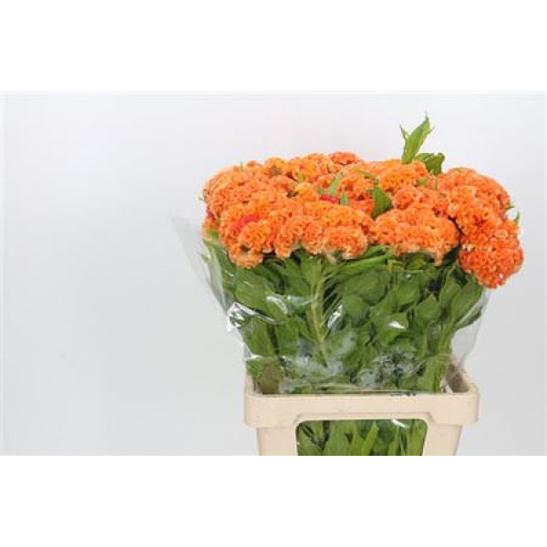 Celosia C Bombay Orange 70cm A1