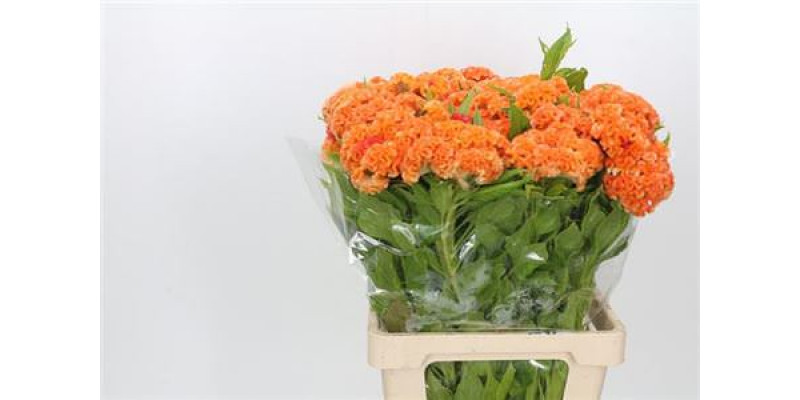 Celosia C Bombay Orange 70cm A1