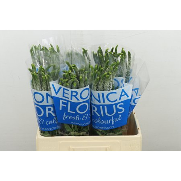 Veron Caya Spray 60cm 60 cm A1