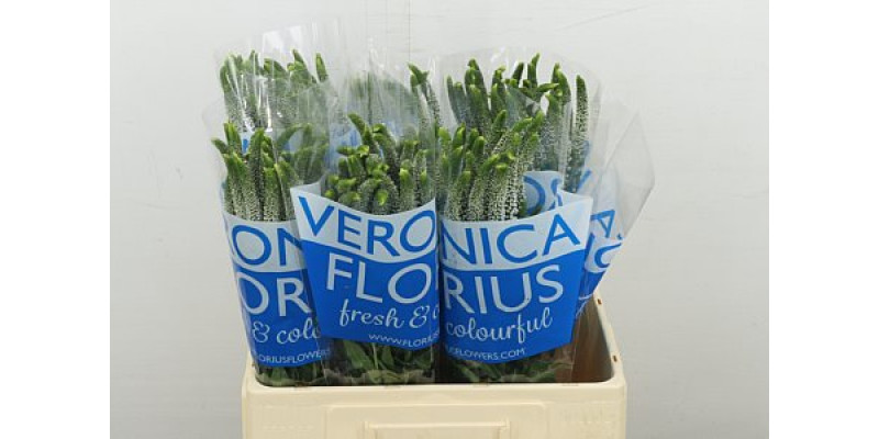 Veron Caya Spray 60cm 60 cm A1