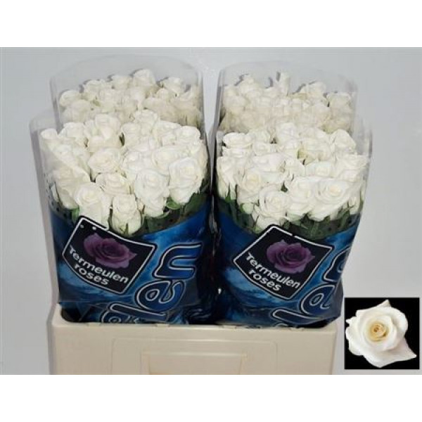 Rose Gr Akito 60cm A1 Col-White