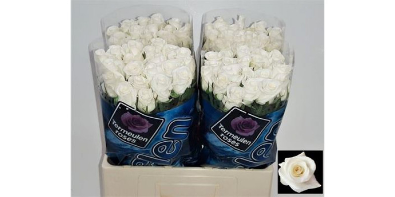 Rose Gr Akito 60cm A1 Col-White