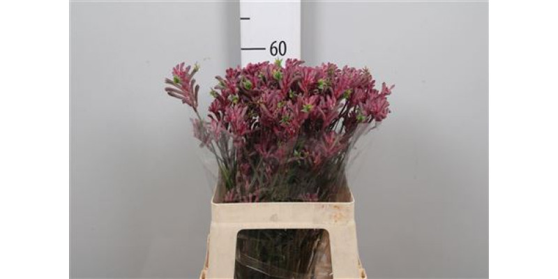 Anigoz Mini Pearl 60 cm A1