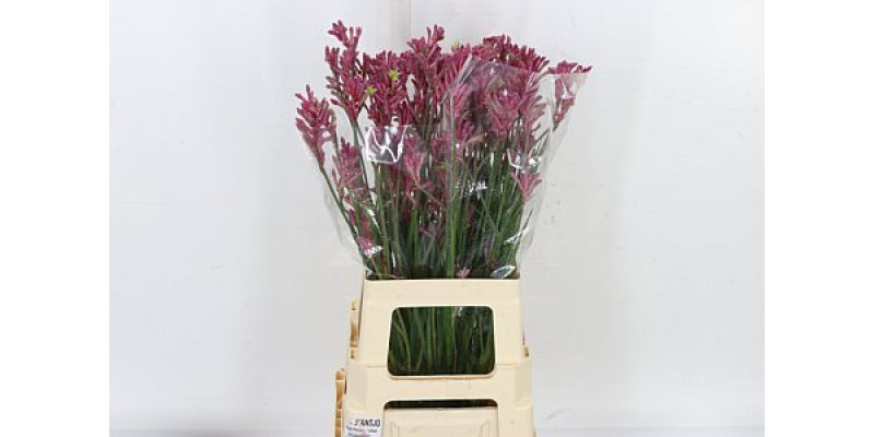 Anigoz Mini Pearl 70 cm A1