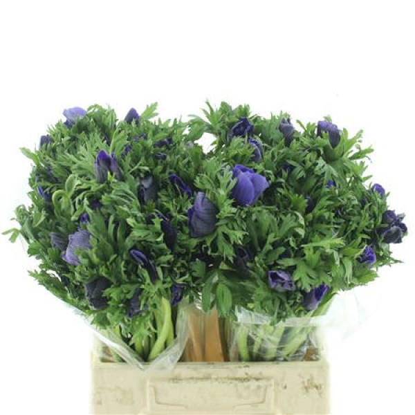 Anemones Co Mar Blue 45cm A1