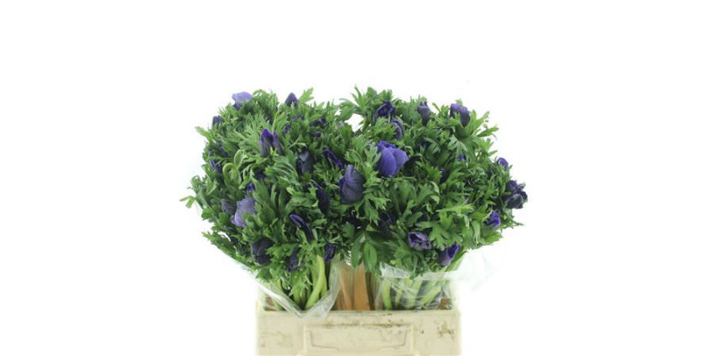 Anemones Co Mar Blue 45cm A1