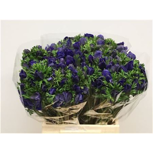 Anemones Co Mar Blue 45cm A1