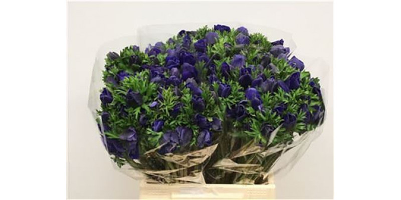 Anemones Co Mar Blue 45cm A1