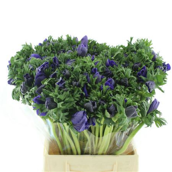 Anemones Co Mar Blue 45cm A1