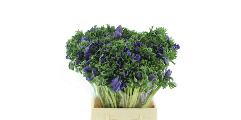 Anemones Co Mar Blue 45cm A1