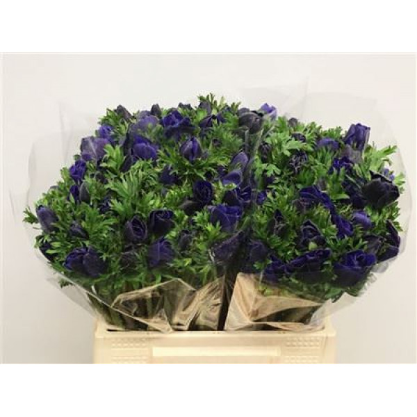 Anemones Co Mar Blue 40cm A1