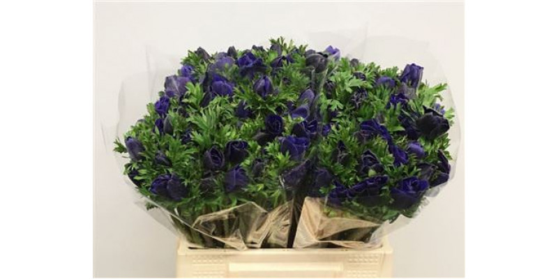 Anemones Co Mar Blue 40cm A1