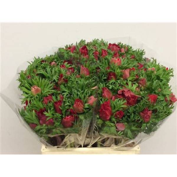 Anemones Co Mar Red 45cm A1