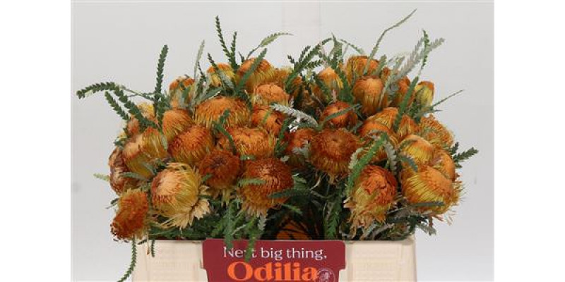 Banksia Dryandra 35cm A1