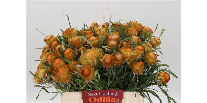 Banksia Dryandra 40cm A1