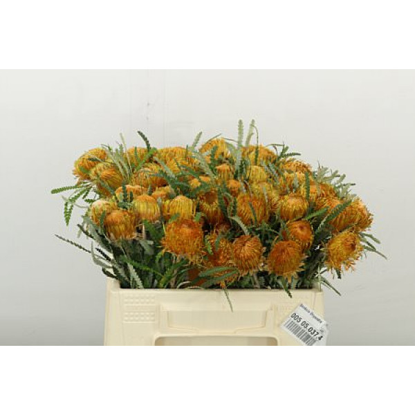 Banksia Dryandra 35cm A1