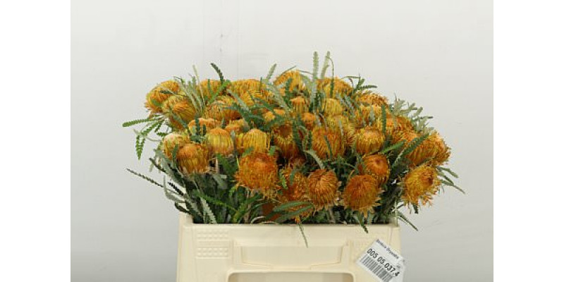 Banksia Dryandra 35cm A1