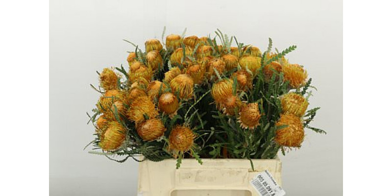 Banksia Dryandra 40cm A1