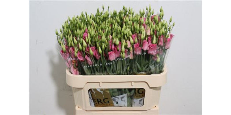 Lisianthus E Picco Rose 72cm A1 Col-Pink