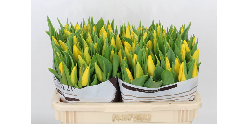 Tulips En Strong Gold 40cm A1 Col-Yellow