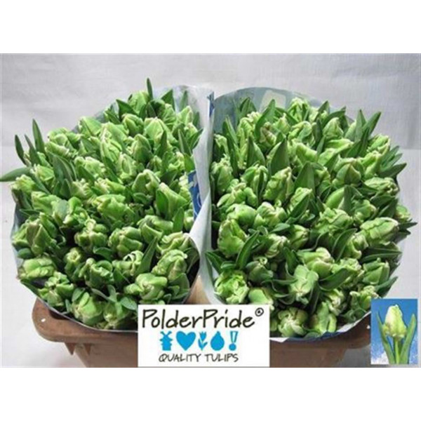 Tulips Pa Super Parrot 38cm A1 Col-White