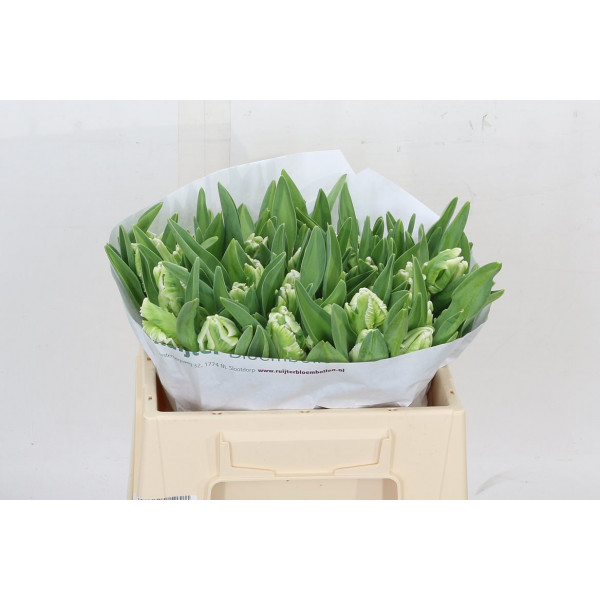 Tulips Pa Super Parrot 34cm A1 Col-White