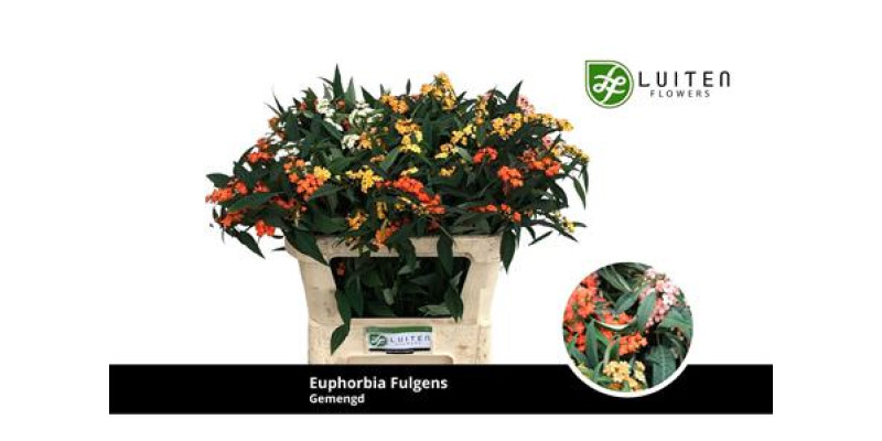 Euphorbia Fu Gem 70cm A1
