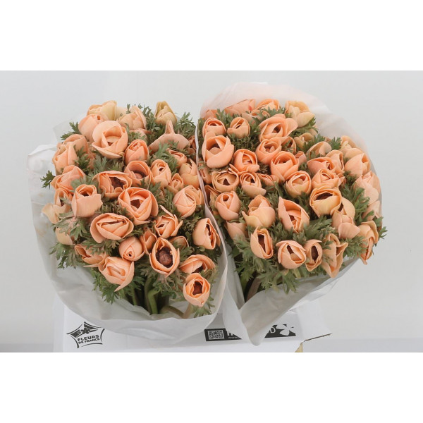 Anemone Poeder Peach Extra 40 Peach