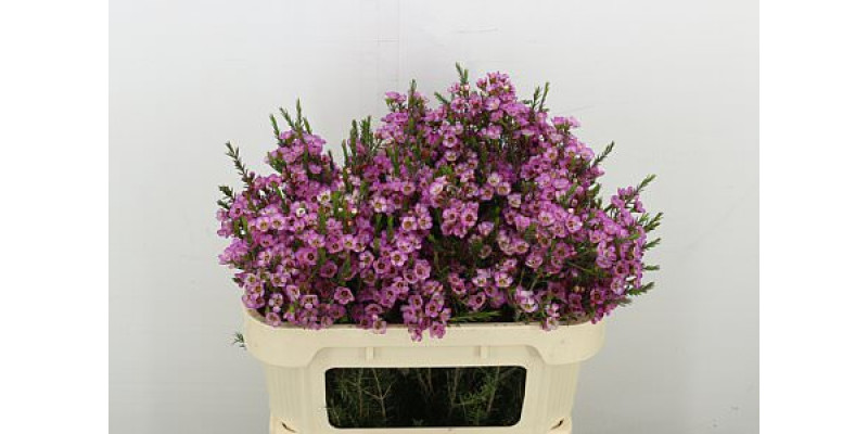 Chame Adi 70 cm A1