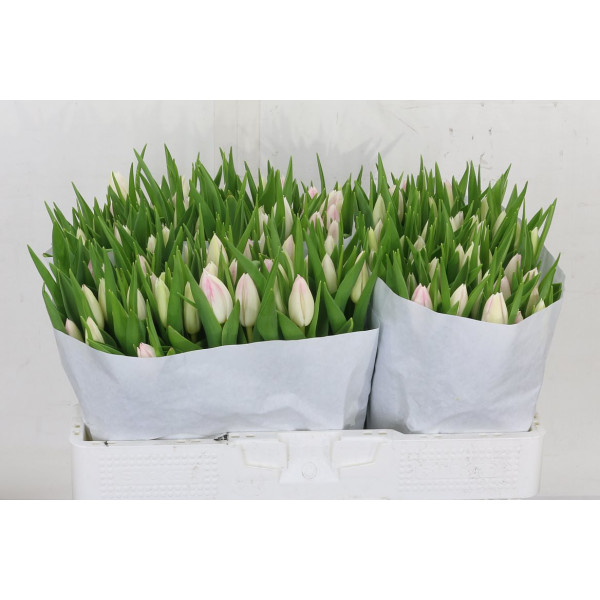 Tulips En First Class 41cm A1 Col-Pink