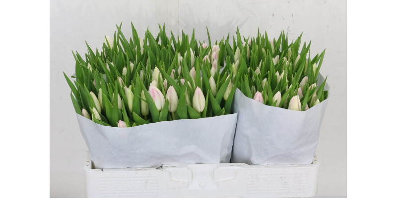 Tulips En First Class 41cm A1 Col-Pink