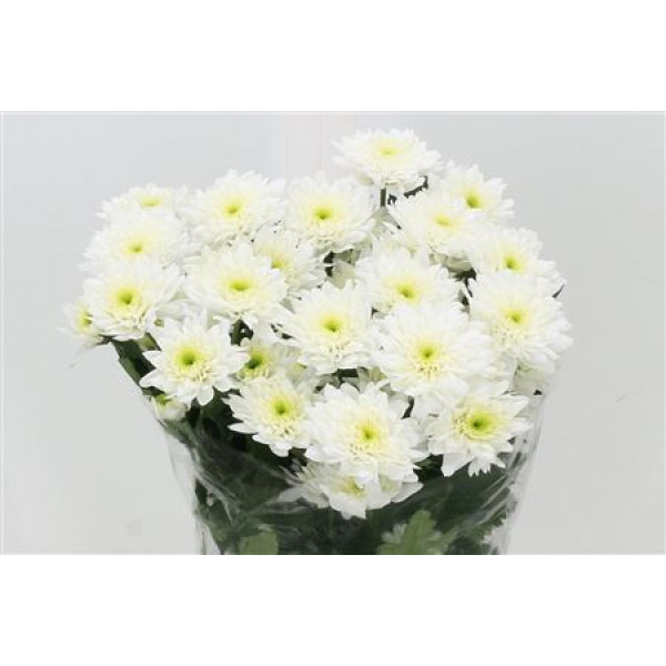 Chrysanthemums T Euro 70cm A1 Col-White