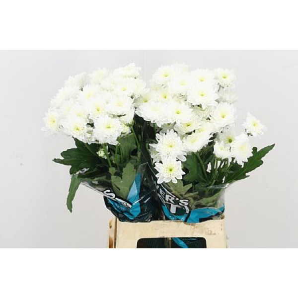 Chrysanthemums T Euro 70cm A1 Col-White