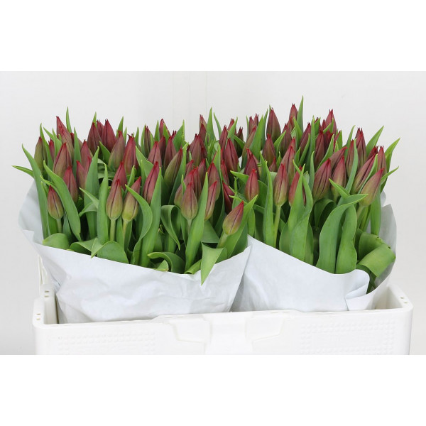 Tulips En Pallada 39cm A1 Col-Dark Red