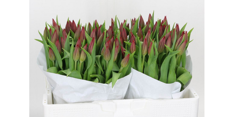 Tulips En Pallada 39cm A1 Col-Dark Red