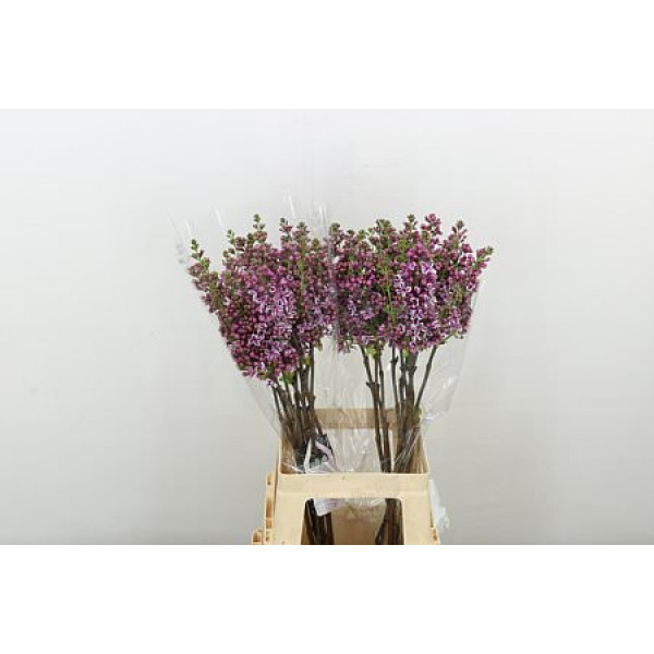 Lilac - Syringa V Sensation 2Plus 70cm A1