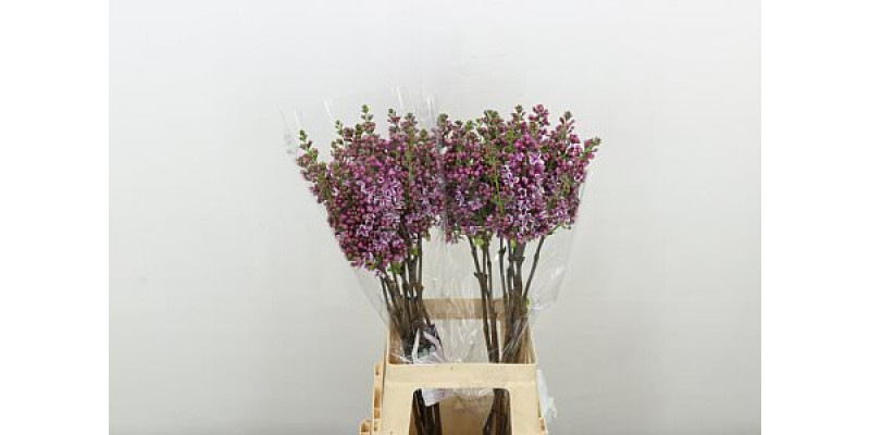 Lilac - Syringa V Sensation 2Plus 70cm A1