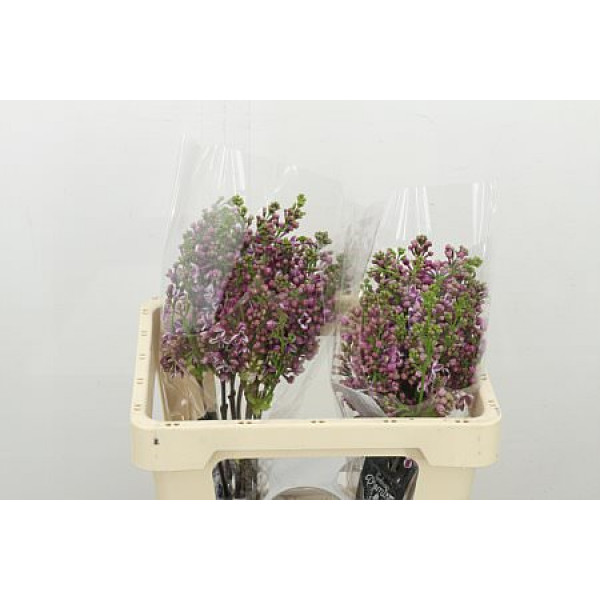 Lilac - Syringa V Sensation 2Plus 50cm A1