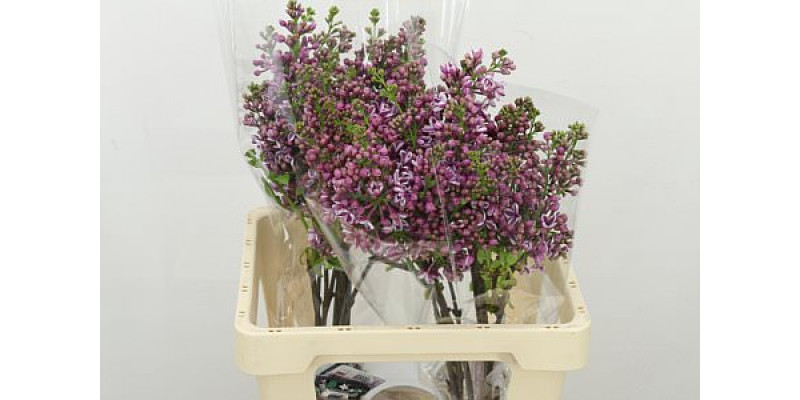 Lilac - Syringa V Sensation 2Plus 60cm A1