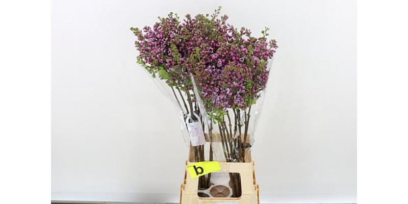 Lilac - Syringa V Sensation 2Plus 80cm A1