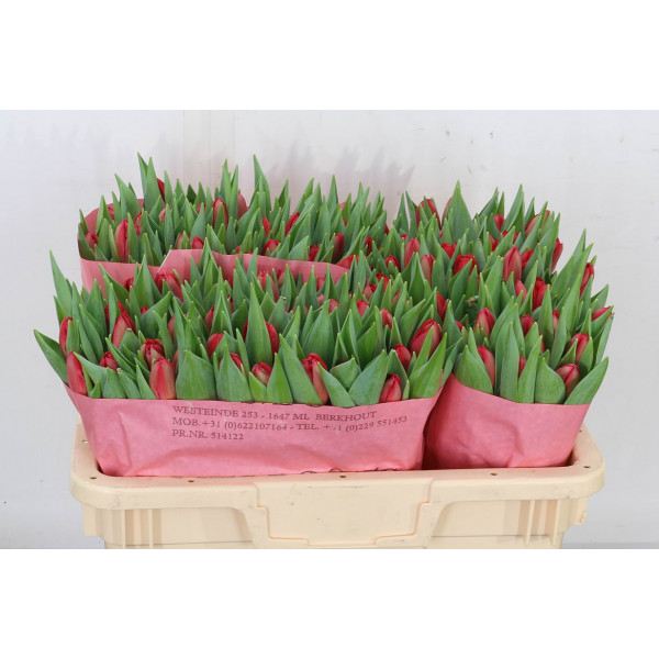 Tulips Du Largo 35cm A1 Col-Red