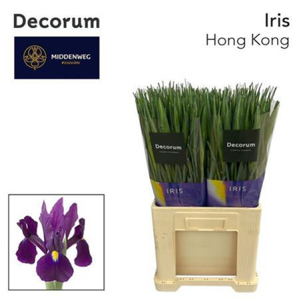 Iris Hong Kong 64cm A1