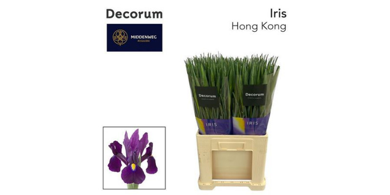 Iris Hong Kong 64cm A1