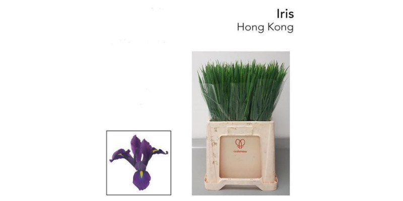 Iris Hong Kong 62cm A1