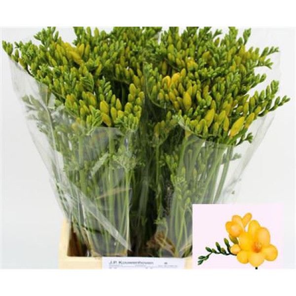 Freesias En Monza 54cm A1