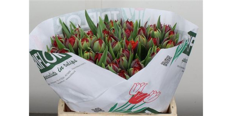 Tulips Du Red Princess 36cm A1 Col-Red